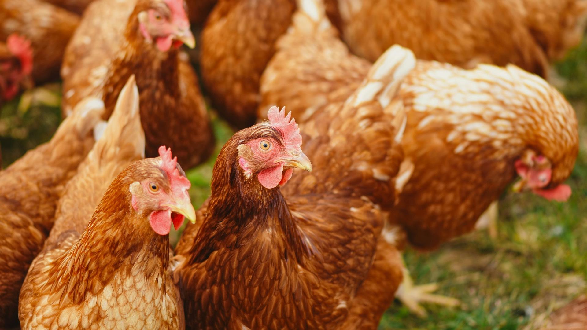 Livestock Farming